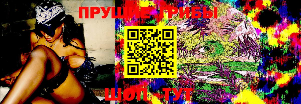 Заволжье  Псилоцибиновые грибы Cubensis  Вход с VPN 